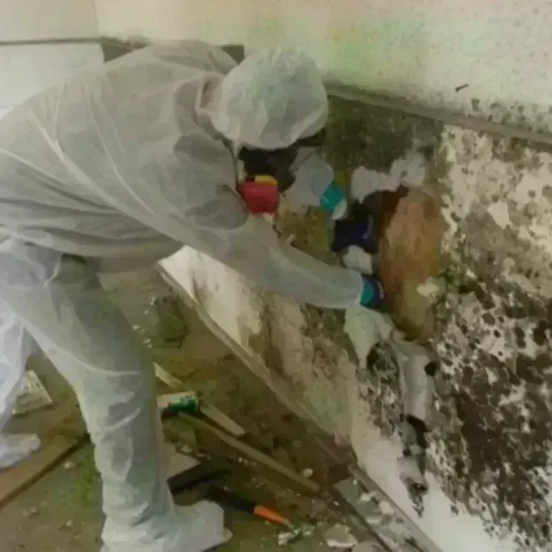 Mold Remediation and Removal in Eastlake, OH